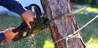 Best Tree Disease Treatment  in Walworth, WI