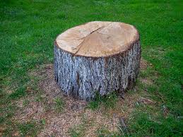 Best Root Management and Removal  in Walworth, WI