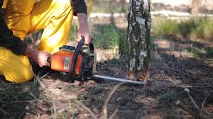 Professional Tree Services in Walworth, WI
