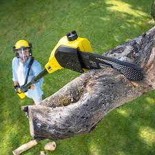 How Our Tree Care Process Works  in  Walworth, WI