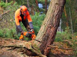 Best Lawn Watering Services  in Walworth, WI