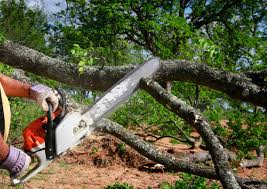 Best Fruit Tree Pruning  in Walworth, WI