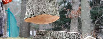 Best Commercial Tree Services  in Walworth, WI