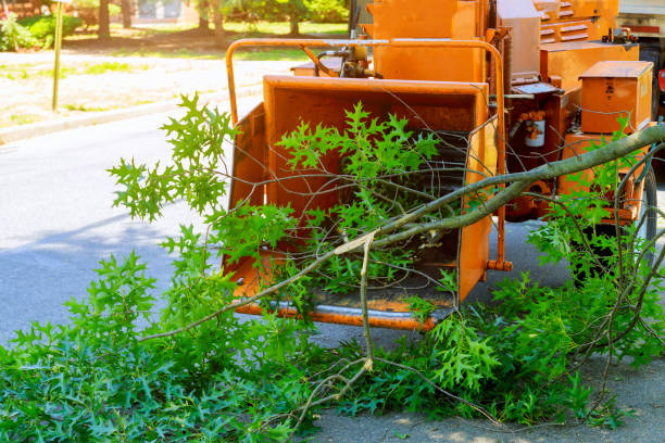 Best Tree Maintenance Programs  in Walworth, WI