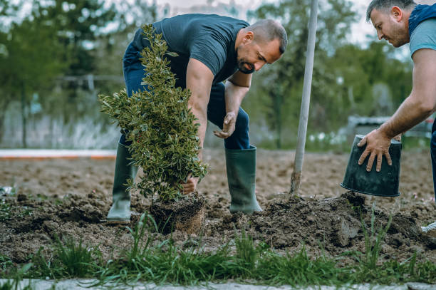 Best Leaf Removal  in Walworth, WI