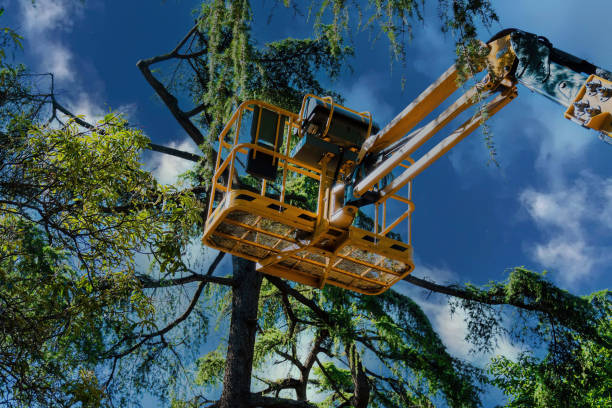Best Hazardous Tree Removal  in Walworth, WI