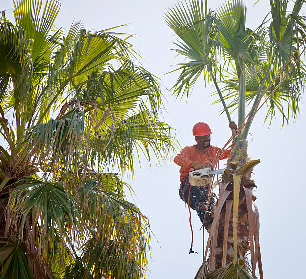 Best Storm Damage Tree Cleanup  in Walworth, WI